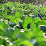 Logo du groupe Addci Groupe